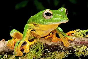 Polypedates: Giant Gliding Treefrog, Polypedates kio