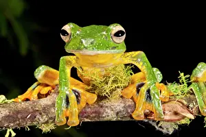 Polypedates: Giant Gliding Treefrog, Polypedates kio