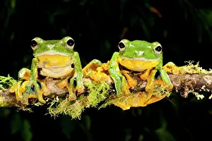 Treefrog: Giant Gliding Treefrog, Polypedates kio