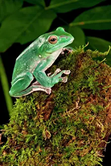 Polypedates: Giant Gliding Treefrog, Polypedates sp