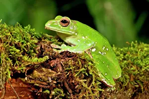 Polypedates: Giant Gliding Treefrog, Polypedates sp