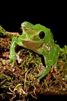 Polypedates: Giant Gliding Treefrog, Polypedates sp