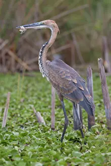 Goliath: Giant / Goliath Heron with nylon fishing line wrapped