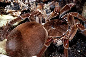 Tarantulas: Giant / Goliath Tarantula / Bird-eating SPIDER