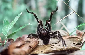 Dangerous: Giant / Goliath Tarantula / Bird-eating SPIDER