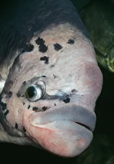 Gourami: GIANT GOURAMI - close-up of face