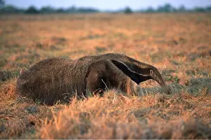 Anteater: GIANT / GREAT ANTEATER - side view