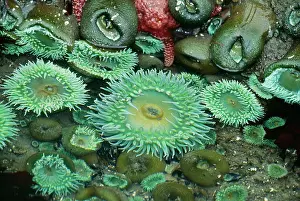 Xanthogrammica: Giant Green Anemone