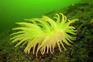 Damselfishes: Giant green anemone Anthopleura xanthogrammica Vancouver Isl