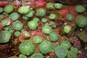 Tidepool: Giant Green Anemone - in Rockpool