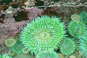 Xanthogrammica: Giant Green Sea Anemone