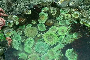 Xanthogrammica: Giant Green Sea Anemone