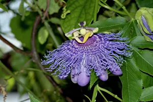 Passiflora: Giant Grenadilla / Badea