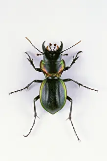 Carabidae: Giant Ground Beetle