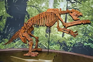 Americanum: Giant Ground Sloth