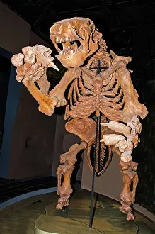 Americanum: Giant Ground Sloth