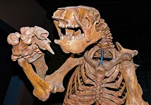 Americanum: Giant Ground Sloth