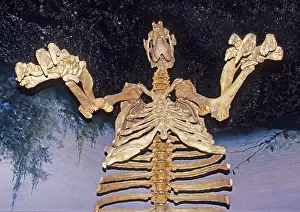 Reconstructed: Giant Ground Sloth