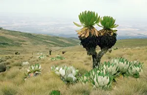Senecio: Giant Groundsel - at 13000 ft, when leaves die