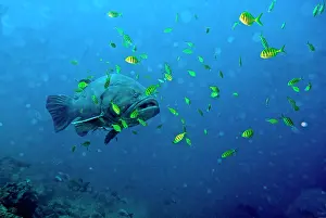 Speciosus: Giant Grouper amongst Golden Trevally (Gnathanodon