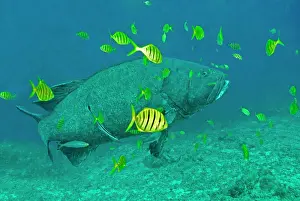 Speciosus: Giant Grouper - with Golden Trevally Juv. (Gnathanodon