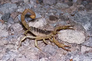Scorpions: GIANT HAIRY DESERT SCORPION - In threat pose