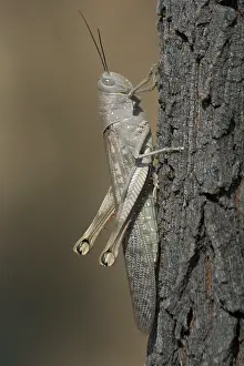 Irregularis: Giant / Hedge GRASSHOPPER