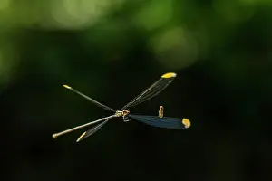 Helicopter: Giant Helicopter Damselfly, flying, Pseudostigmatidae