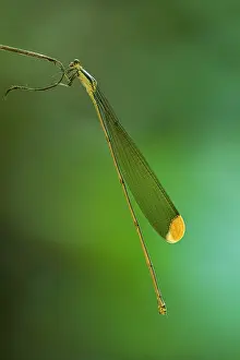 Helicopter: Giant Helicopter Damselfly, Pseudostigmatidae, feeds