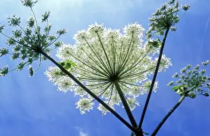 Hogweed: Giant Hogweed
