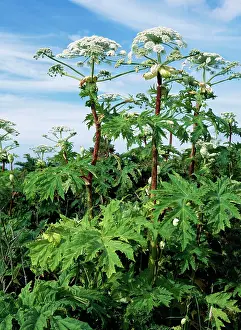 Hogweed: Giant Hogweed