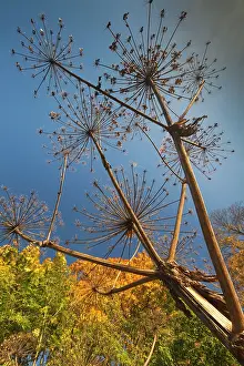 Hogweed: Giant Hogweed