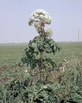 Alien: Giant Hogweed