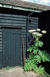 Invader: Giant Hogweed - alien invader to the UK