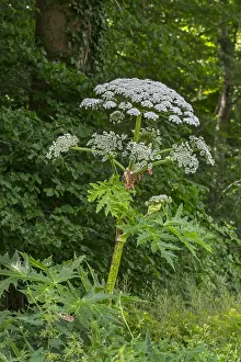 Belgium: Giant hogweed, cartwheel-flower, giant cow parsley