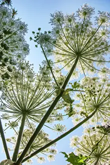 Parsnip: Giant Hogweed Flower / Cartwheel