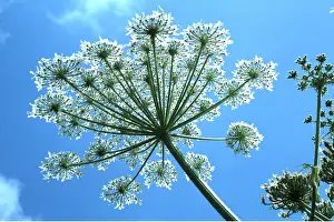 Size: GIANT HOGWEED - flower head. Flowers between May - July