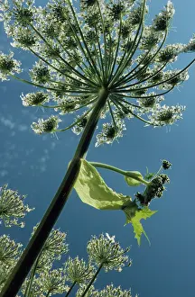Hogweed: Giant hogweed flowering
