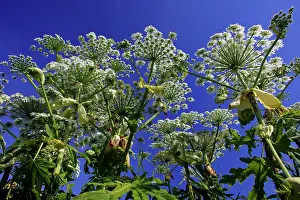 Hogweed: Giant Hogweed - flowering plants against blue sky