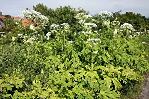 Hogweed: Giant Hogweed - growing on the edge of country lane