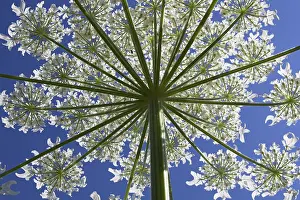 Hogweed: Giant Hogweed (Heracleum mantegazzianum) in blo