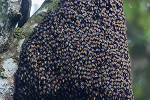 Sabah: Giant honey bee colony