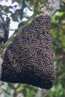 Sabah: Giant honey bee colony