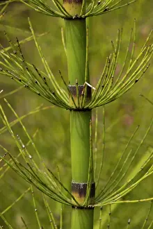 Giganteum: A giant horsetail