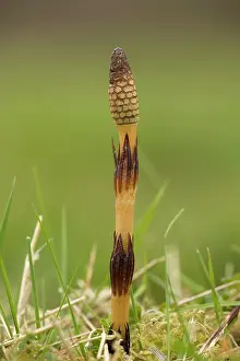 Fertile: Giant horsetail - fertile frond coming up in spring