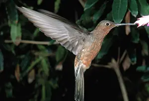 Nectaring: Giant Hummingbird