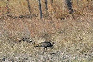 Mondulkiri: Giant Ibis