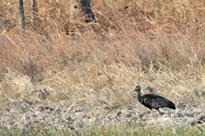 Mondulkiri: Giant Ibis