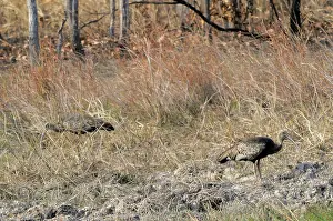 Mondulkiri: Giant Ibis