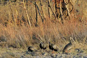 Ibises: Giant Ibis